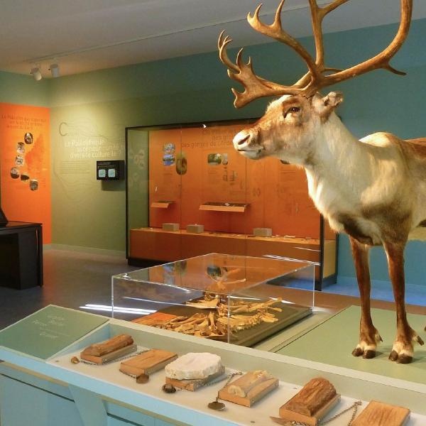 Exposition de musée présentant des outils préhistoriques et un renne empaillé.